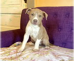 Small #5 Mutt