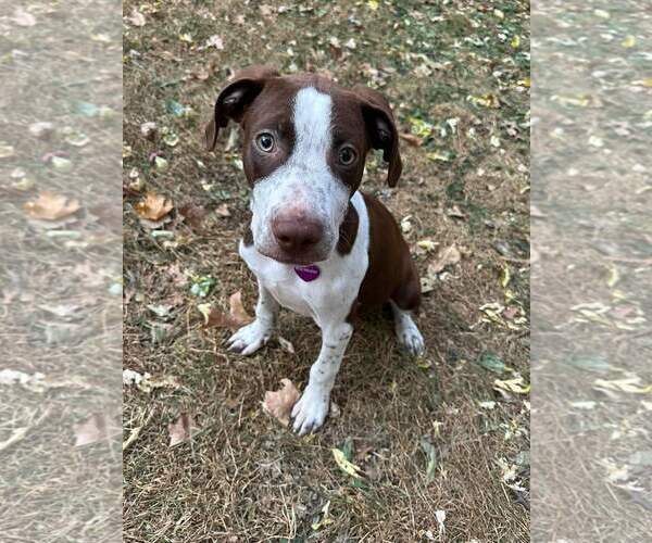Medium Photo #15 American Pit Bull Terrier-Unknown Mix Puppy For Sale in Minneapolis, MN, USA