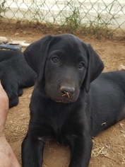 Labrador Retriever Puppy for sale in MESA, AZ, USA