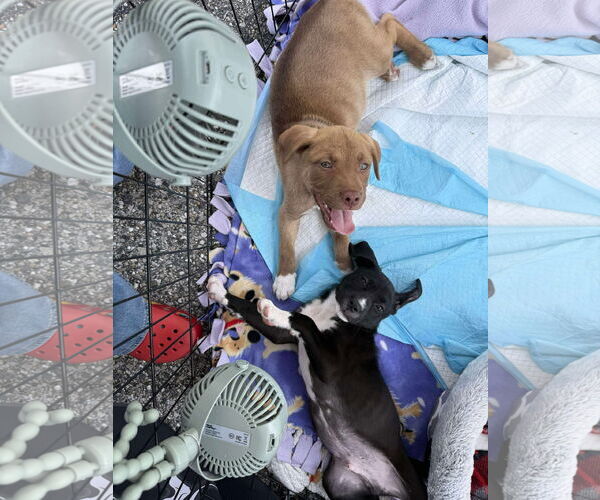 Medium Photo #7 American Pit Bull Terrier-Unknown Mix Puppy For Sale in Derwood, MD, USA
