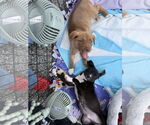 Small #6 American Pit Bull Terrier Mix
