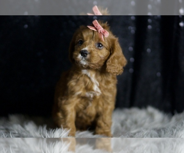 Medium Photo #102 Cavapoo Puppy For Sale in WARSAW, IN, USA