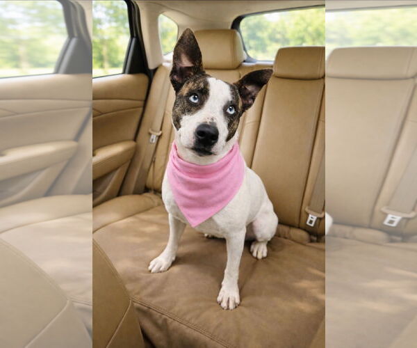 Medium Photo #3 Mutt Puppy For Sale in Euless, TX, USA