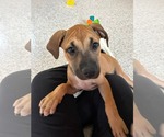 Small #3 American Staffordshire Terrier Mix