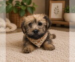 Small #1 ShihPoo
