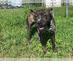 Small #1 American Pit Bull Terrier
