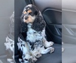 Small Photo #1 Cocker Spaniel Puppy For Sale in FRUITLAND, ID, USA