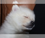Small Photo #4 Pomeranian Puppy For Sale in SUGAR LAND, TX, USA