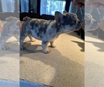 Small Photo #2 French Bulldog Puppy For Sale in SARASOTA, FL, USA