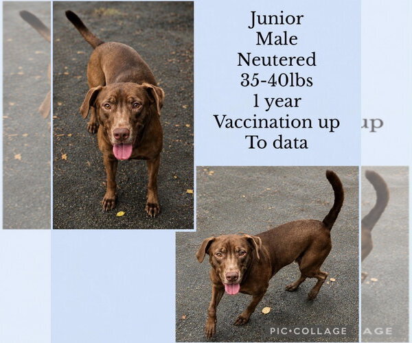 Medium Photo #1 Chihuahua-Labrador Retriever Mix Puppy For Sale in Virginia Beach, VA, USA