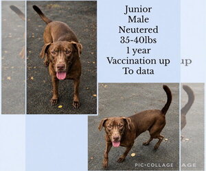 Chihuahua-Labrador Retriever Mix Dogs for adoption in Virginia Beach, VA, USA