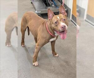 American Bulldog Dogs for adoption in Forestville, MD, USA