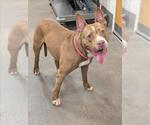 Small American Bulldog