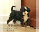 Small #3 Bernedoodle (Miniature)