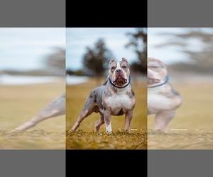 Father of the American Bully puppies born on 02/02/2025
