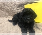 Small Photo #12 Portuguese Water Dog Puppy For Sale in STERLING, CO, USA