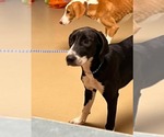 Small #1 Labrador Retriever Mix