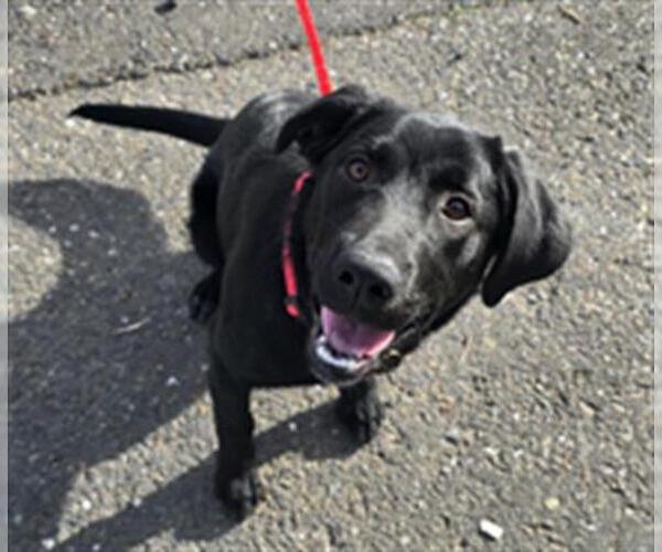 Medium Photo #1 Labrador Retriever-Unknown Mix Puppy For Sale in Placerville, CA, USA