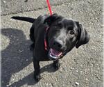 Small Labrador Retriever Mix
