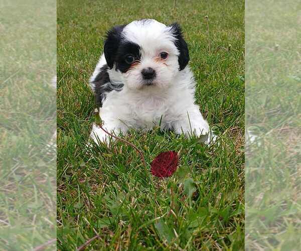 Medium Photo #3 Shih Tzu Puppy For Sale in BURBANK, IL, USA
