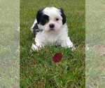 Small #2 Shih Tzu