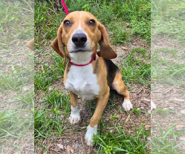 Medium Photo #11 Beagle Puppy For Sale in Dunnellon, FL, USA