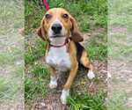 Small #10 Beagle