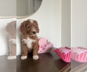 Cavapoo Puppy for sale in RIVERSIDE, CA, USA