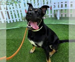 Small #1 Pointer-Staffordshire Bull Terrier Mix