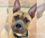 Small #1 American Staffordshire Terrier Mix