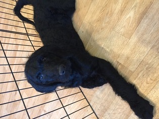 Labradoodle-Poodle (Standard) Mix Puppy for sale in BEAVERCREEK, OR, USA