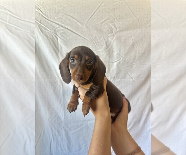 Medium Photo #1 Dachshund Puppy For Sale in CHANDLER, AZ, USA