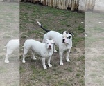 Small #3 American Bulldog-American Staffordshire Terrier Mix