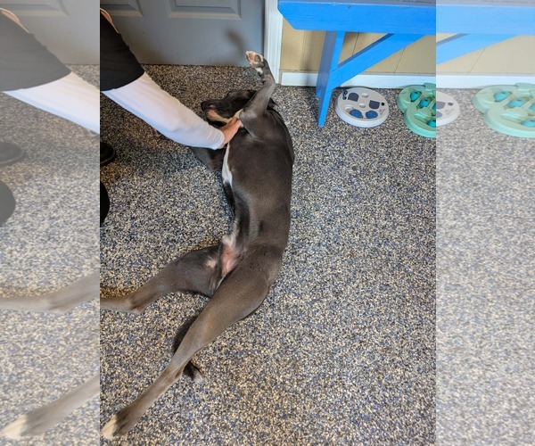 Medium Photo #8 Labrador Retriever-Unknown Mix Puppy For Sale in Holly Springs, NC, USA