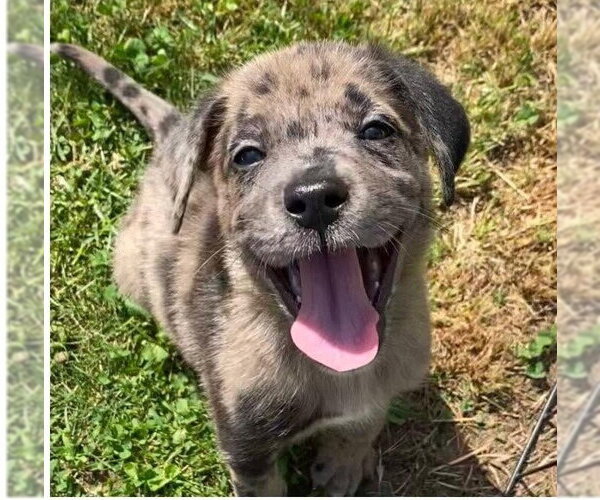 Medium Photo #5 Australian Shepherd-Unknown Mix Puppy For Sale in New York, NY, USA