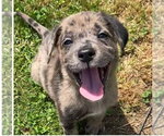 Small #4 Australian Shepherd Mix