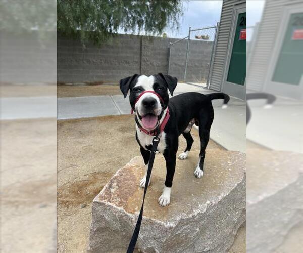 Medium Photo #1 Mutt Puppy For Sale in Las Vegas, NV, USA