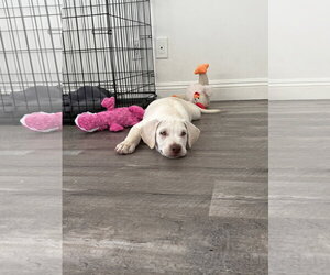 CR - Casper - Male Labrador Retriever-Unknown Mix Dog for Adoption - Photo #3