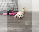 Small Photo #3 Labrador Retriever-Unknown Mix Puppy For Sale in San Diego, CA, USA