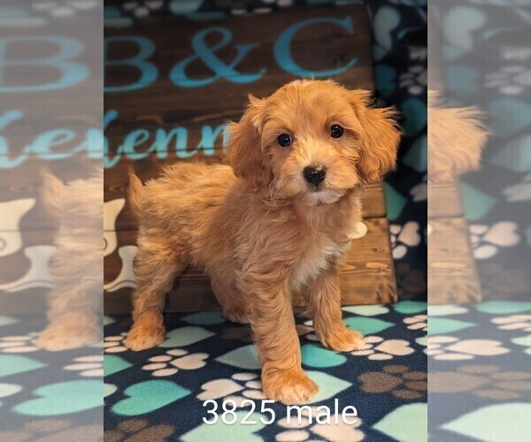Medium Photo #5 Maltipoo Puppy For Sale in CLARE, IL, USA