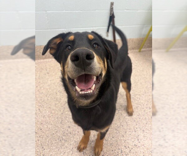 Medium Photo #1 Doberman Pinscher-Siberian Husky Mix Puppy For Sale in Brighton, CO, USA