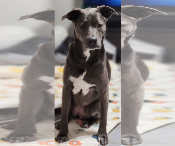 Medium Photo #32 Blue Lacy-Unknown Mix Puppy For Sale in Rosenberg, TX, USA