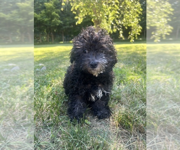 Medium Photo #30 Poodle (Miniature) Puppy For Sale in DURHAM, CT, USA