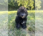 Small #29 Poodle (Miniature)