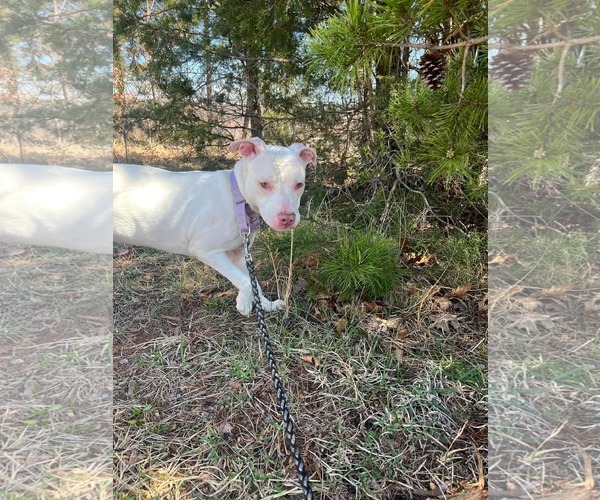 Medium Photo #5 Mutt Puppy For Sale in Rustburg, VA, USA