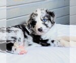 Small Photo #4 Australian Shepherd Puppy For Sale in HOHENWALD, TN, USA
