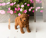 Small #3 Goldendoodle (Miniature)