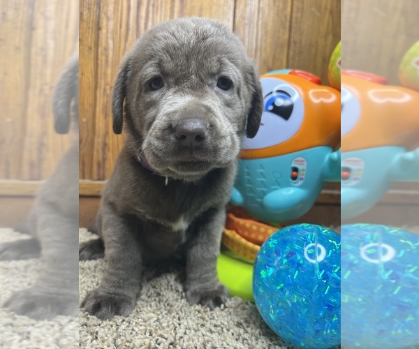 Medium Photo #2 Labrador Retriever Puppy For Sale in NEOLA, WV, USA