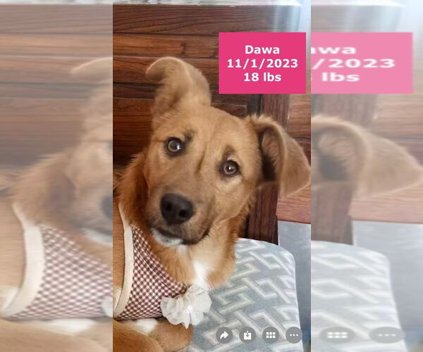 Medium Photo #2 Mutt Puppy For Sale in West Hollywood, CA, USA