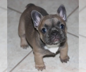 French Bulldog Puppy for sale in BAKERSFIELD, CA, USA